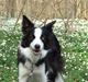 Border collie Succes