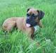 Boxer Chili 