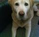 Labrador retriever Ziggy