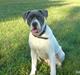 Amerikansk bulldog Basse