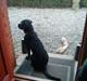 Labrador retriever Buster
