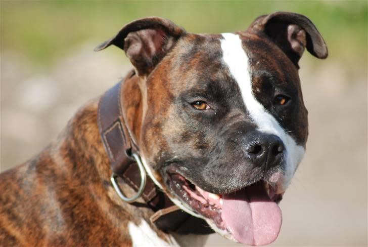 Amerikansk staffordshire terrier Basse billede 8