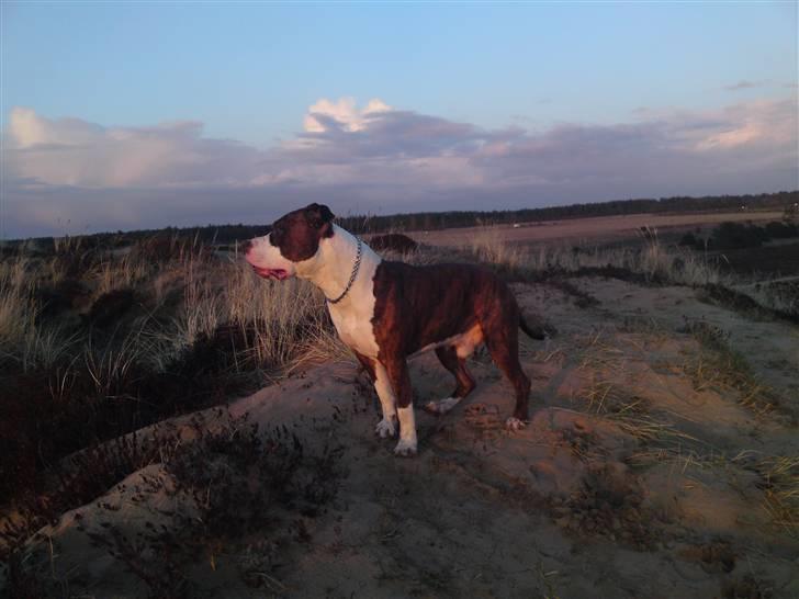 Amerikansk staffordshire terrier Basse billede 9