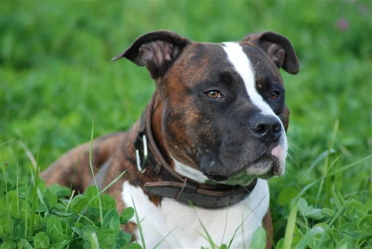 Amerikansk staffordshire terrier Basse billede 10