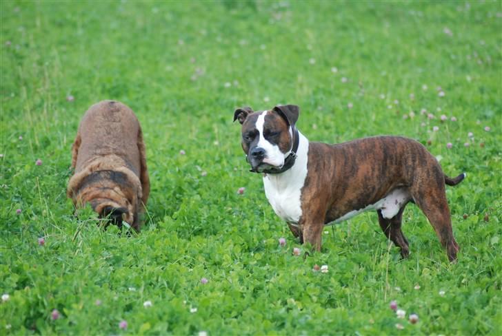 Amerikansk staffordshire terrier Basse billede 11