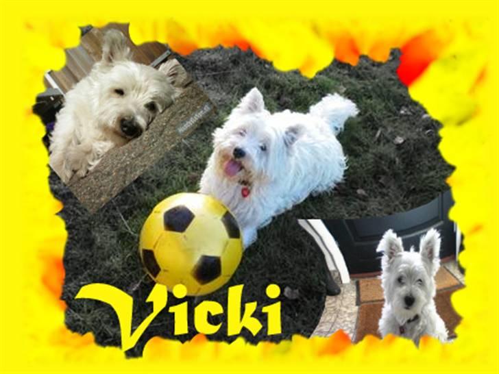 West highland white terrier Vicki # Den bedste!# billede 18