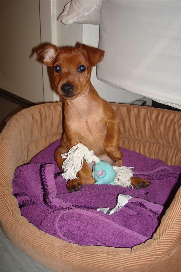 Dvaergpinscher Bufas billede 1