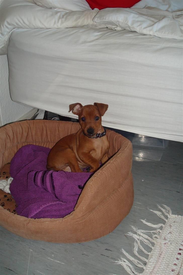Dvaergpinscher Bufas billede 2