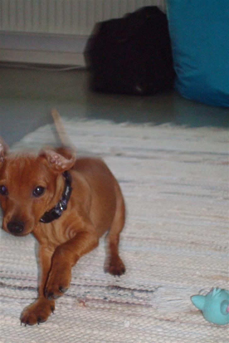Dvaergpinscher Bufas billede 3