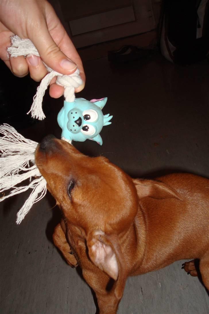 Dvaergpinscher Bufas billede 4