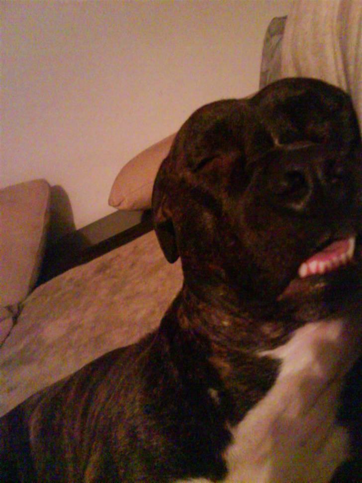 Amerikansk staffordshire terrier Teison - Sådan sover man op af en sofa  (:  <3<3 billede 14