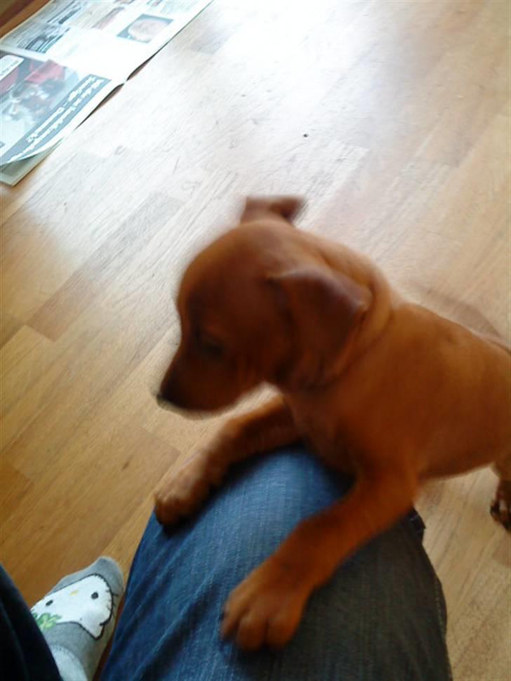 Dvaergpinscher Bufas billede 5