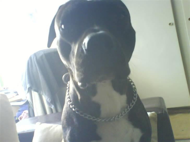 Amerikansk staffordshire terrier Teison - , Han er så dejlig  <3<3<3  billede 15