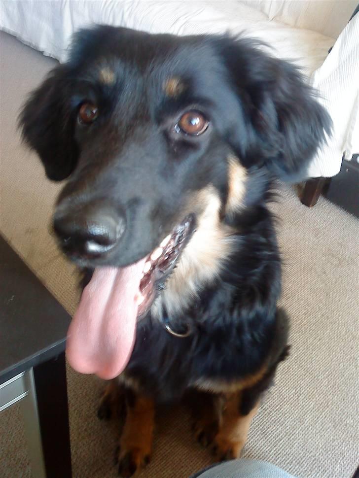 Hovawart Bella billede 1