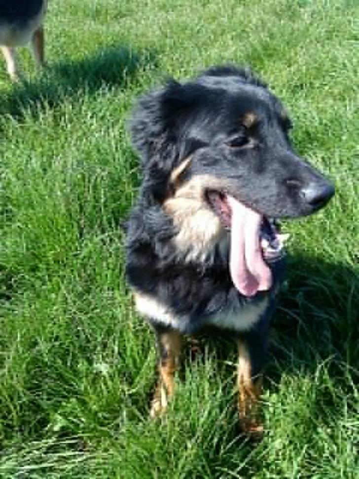 Hovawart Bella billede 2