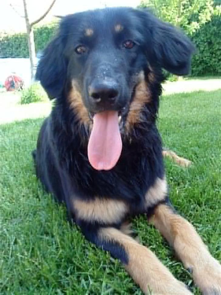 Hovawart Bella billede 3