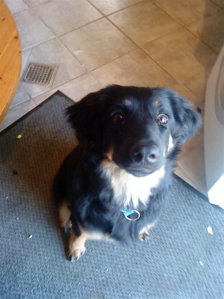 Hovawart Bella billede 4