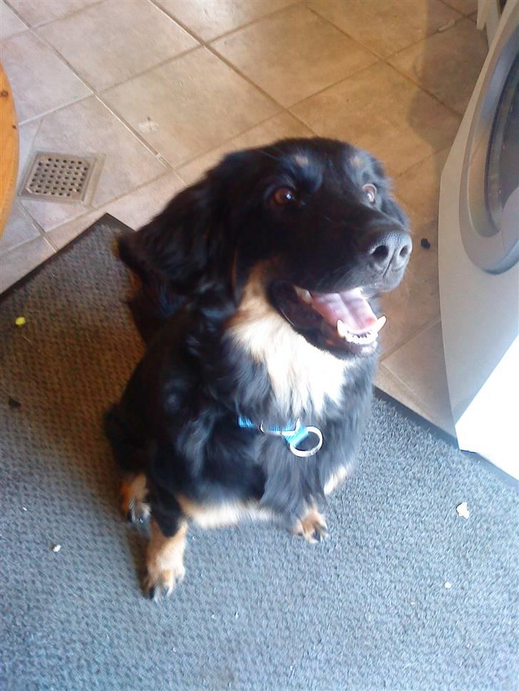 Hovawart Bella billede 5