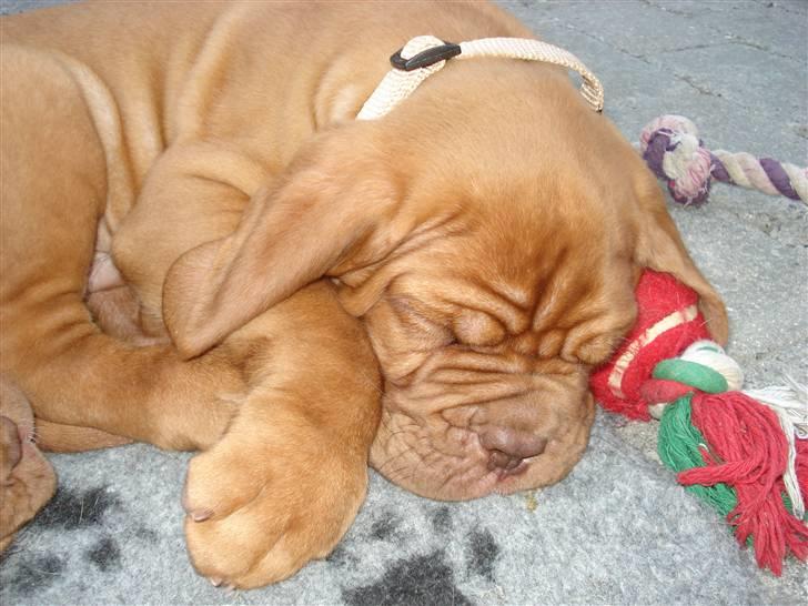 Dogue de bordeaux Shadow of Oak Bombay billede 12