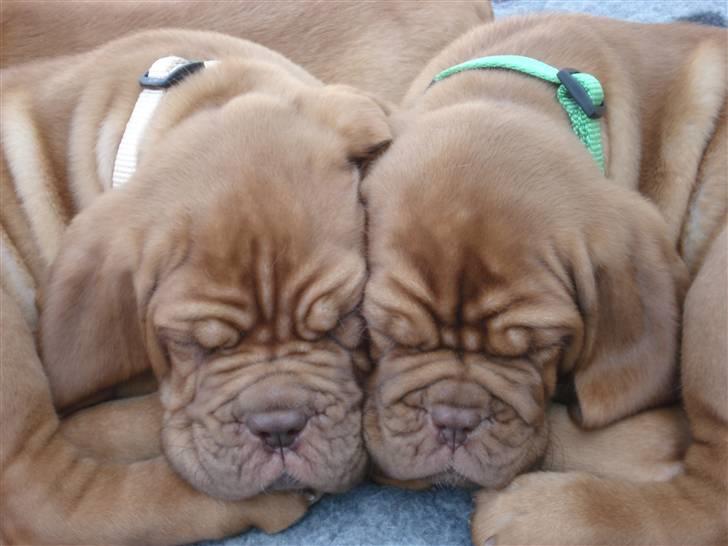 Dogue de bordeaux Shadow of Oak Bombay - Er vi ikke bare dejlige min bror og jeg,det er mig til venstre på billedet. billede 13