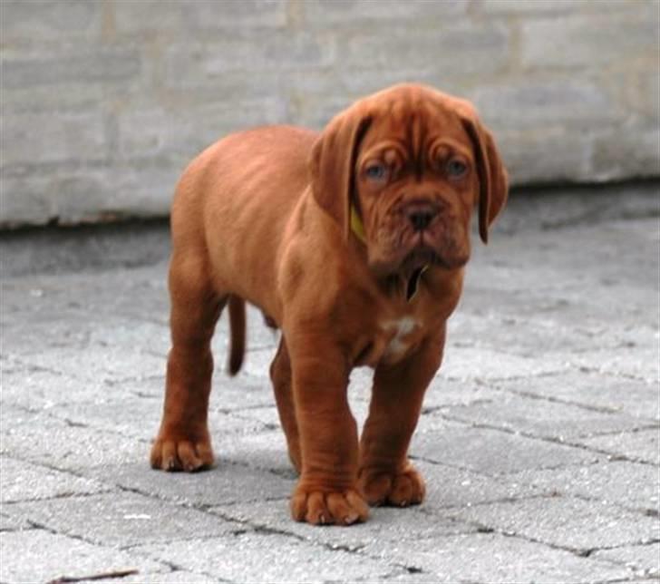 Dogue de bordeaux Shadow of Oak Bombay - Bombay 6 uger billede 15