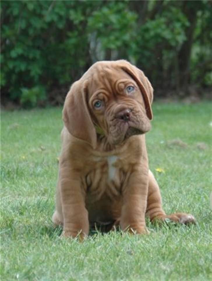 Dogue de bordeaux Shadow of Oak Bombay - Bombay 7 uger billede 14