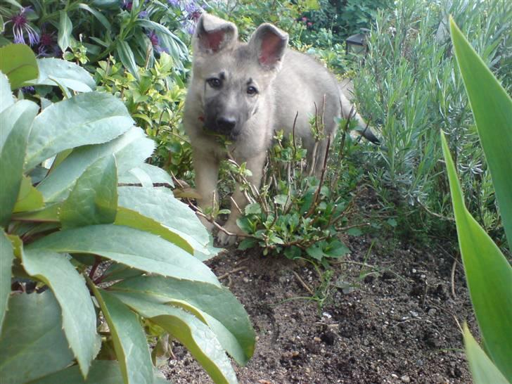 Schæferhund Abigail billede 1