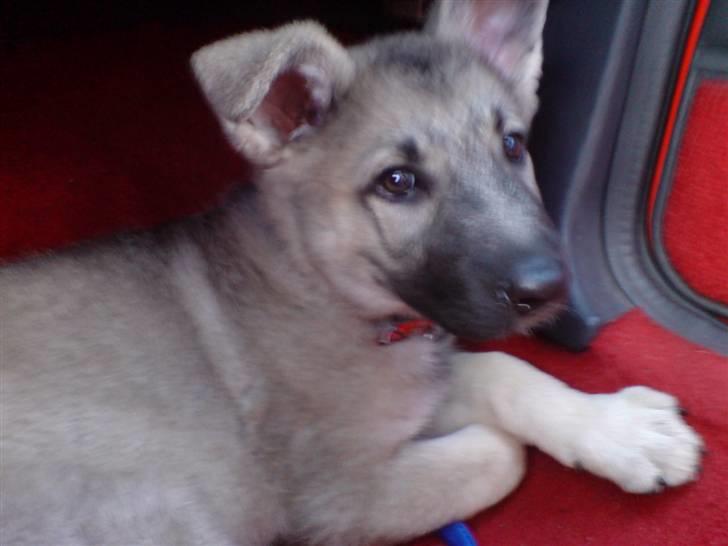 Schæferhund Abigail billede 2