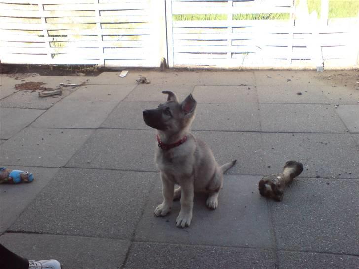 Schæferhund Abigail billede 3