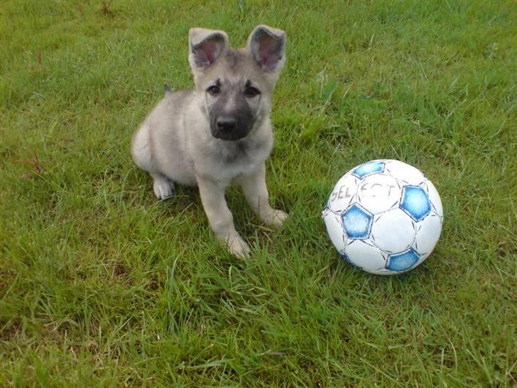 Schæferhund Abigail billede 4
