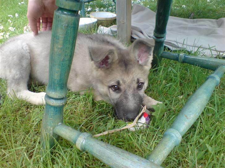 Schæferhund Abigail billede 5