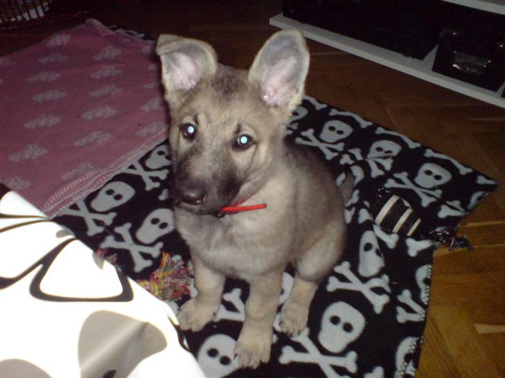 Schæferhund Abigail billede 6