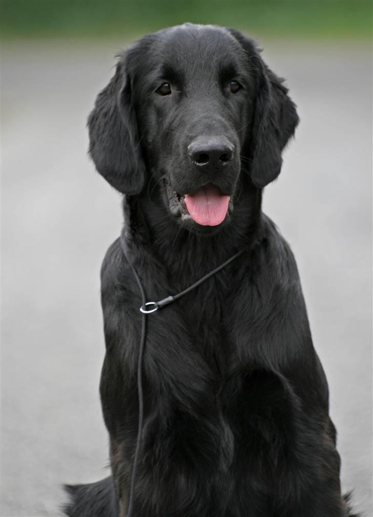 Flat coated retriever Bailey - 6 mdr. billede 1