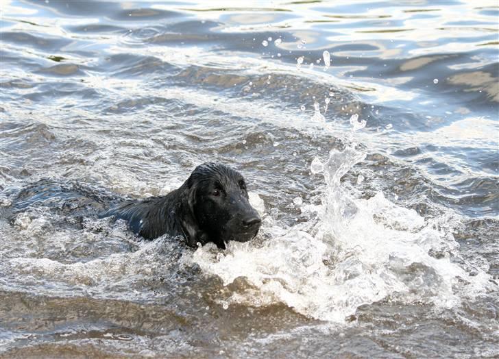 Flat coated retriever Bailey - 6 mdr billede 2