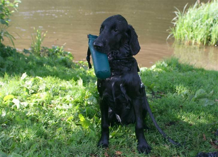 Flat coated retriever Bailey - 6 mdr. billede 3