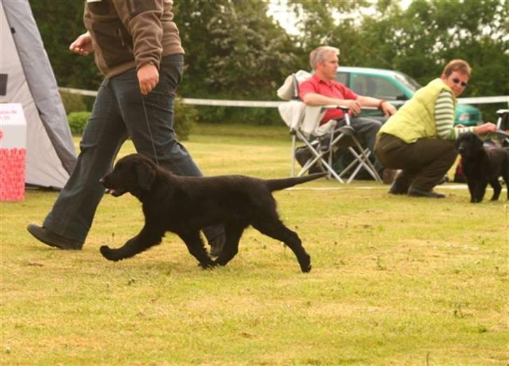 Flat coated retriever Bailey - 12 uger billede 4