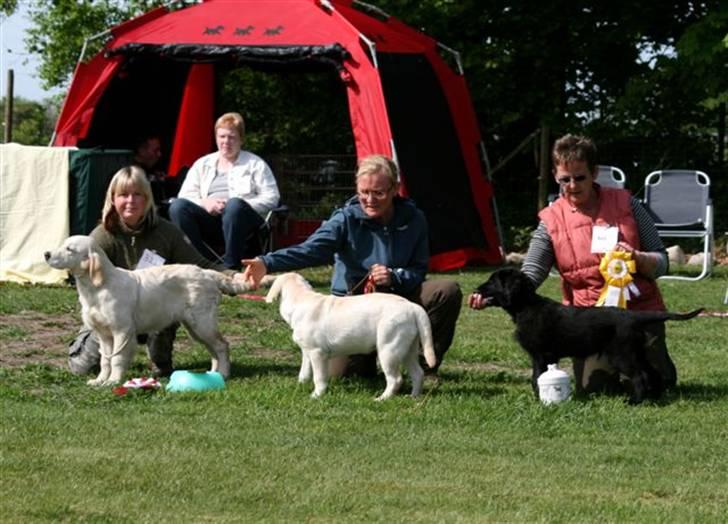 Flat coated retriever Bailey - Bailey 12 uger - BIS 3 Baby billede 6