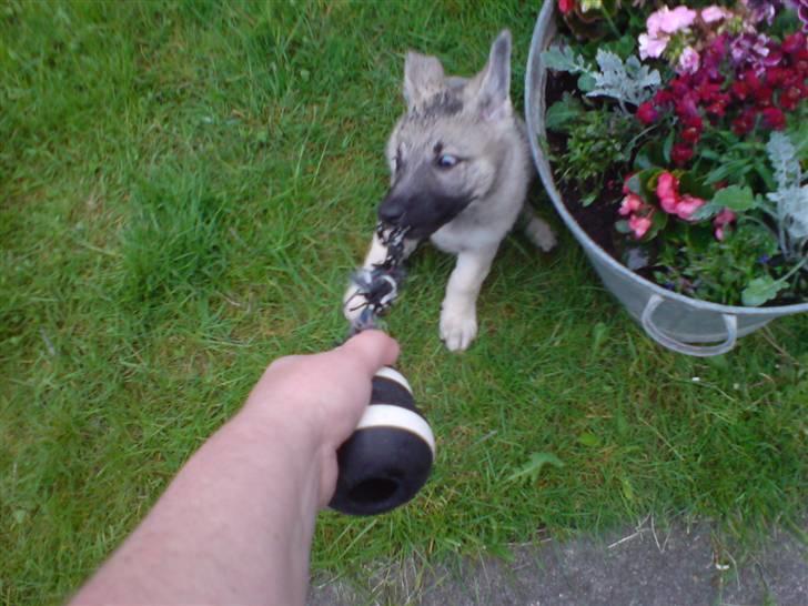 Schæferhund Abigail billede 7