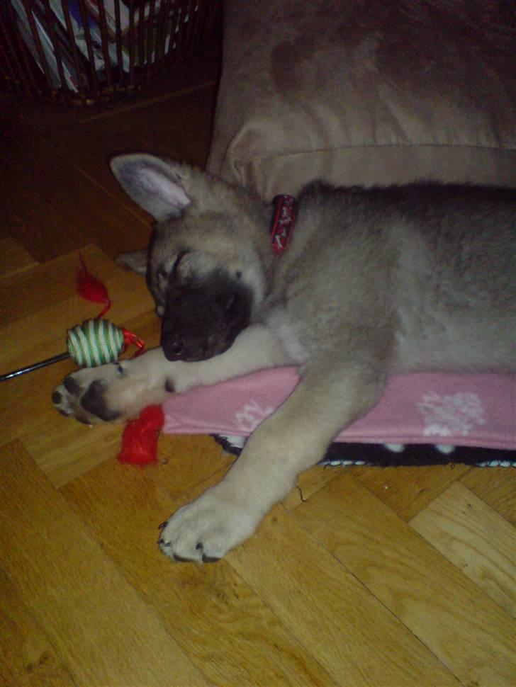 Schæferhund Abigail billede 9