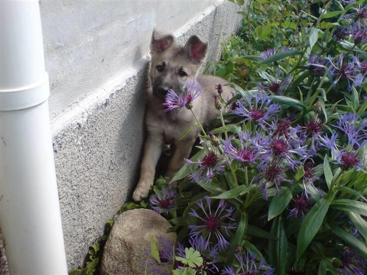 Schæferhund Abigail billede 10