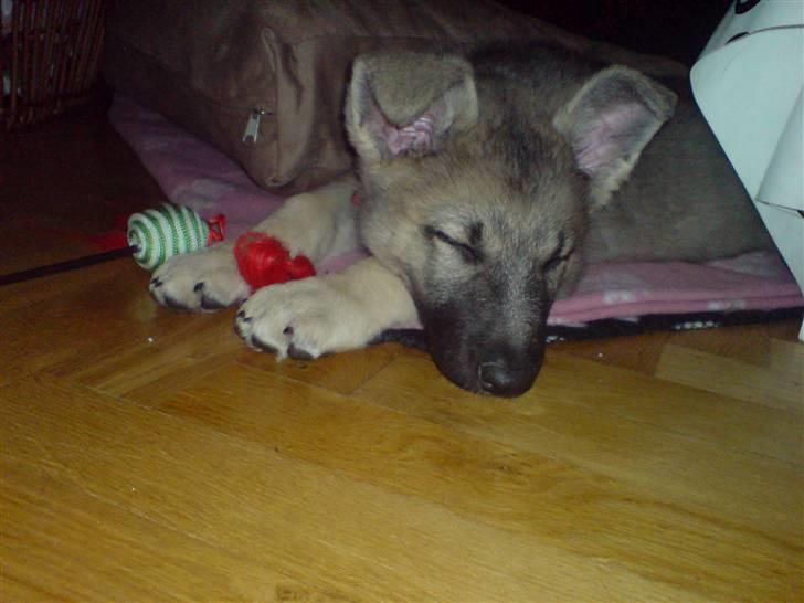 Schæferhund Abigail billede 11