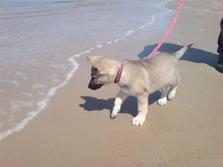Schæferhund Abigail billede 13