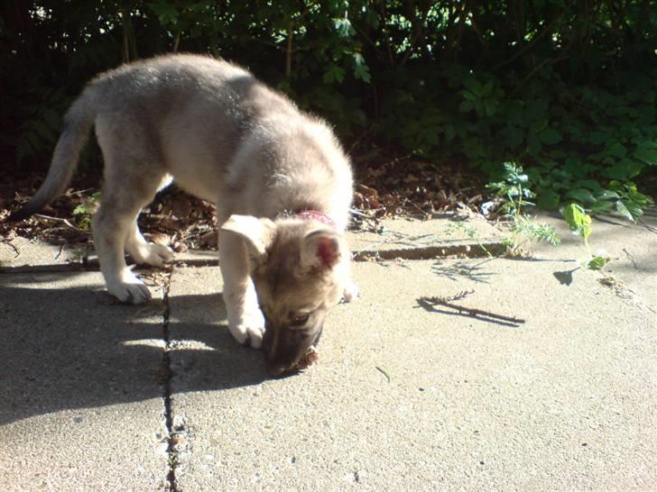 Schæferhund Abigail billede 14