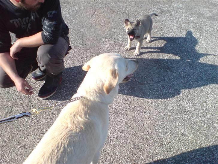 Schæferhund Abigail billede 15