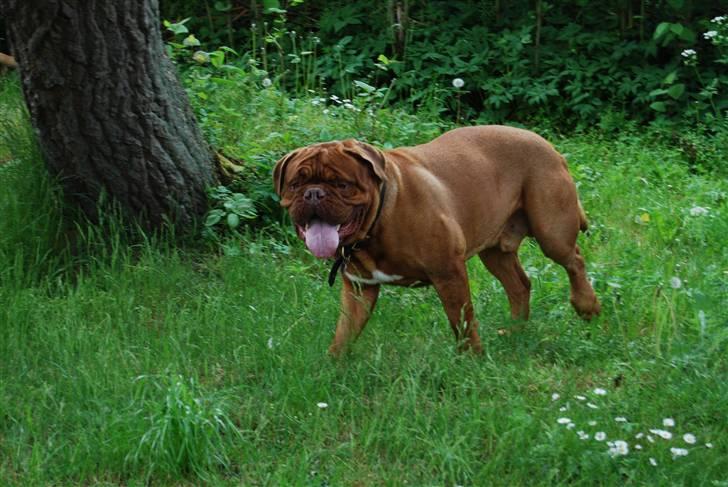 Dogue de bordeaux Desteny - Destenys Søn billede 18