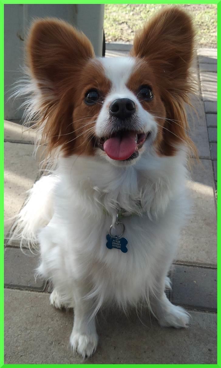 Papillon Avalee aka Ene Herskeren - Velkommen til min profil mit navn er Avalee  :) billede 11