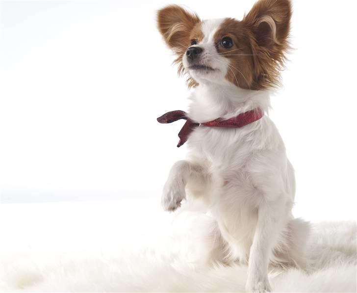 Papillon Avalee aka Ene Herskeren - Julebillede Billede af Maria Dilling billede 3