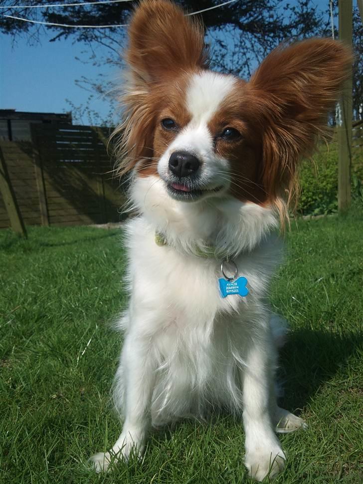 Papillon Avalee aka Ene Herskeren - Så køn en lille pige :) Så stor en Bølle ;) billede 4