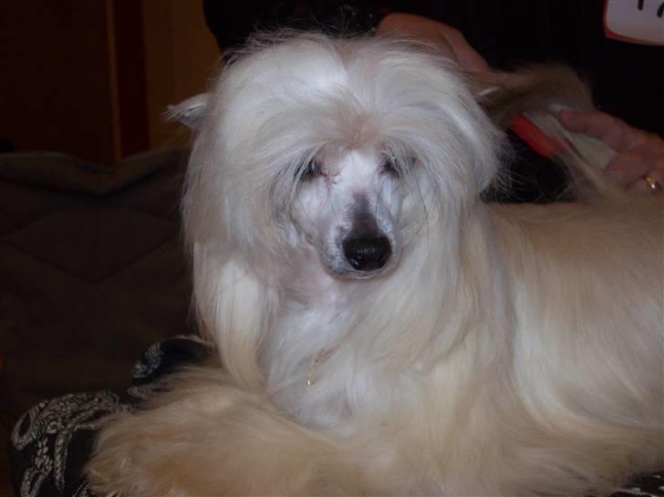 Chinese crested powder puff Caprioso Hong-Pai billede 1