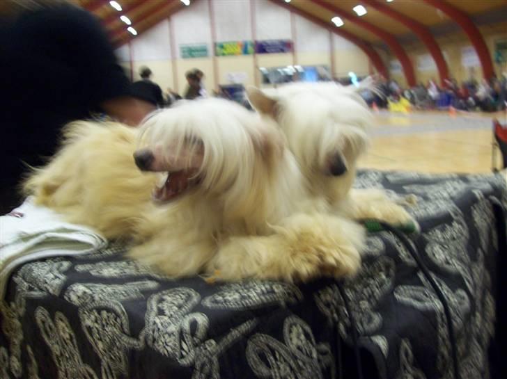 Chinese crested powder puff Caprioso Hong-Pai billede 2